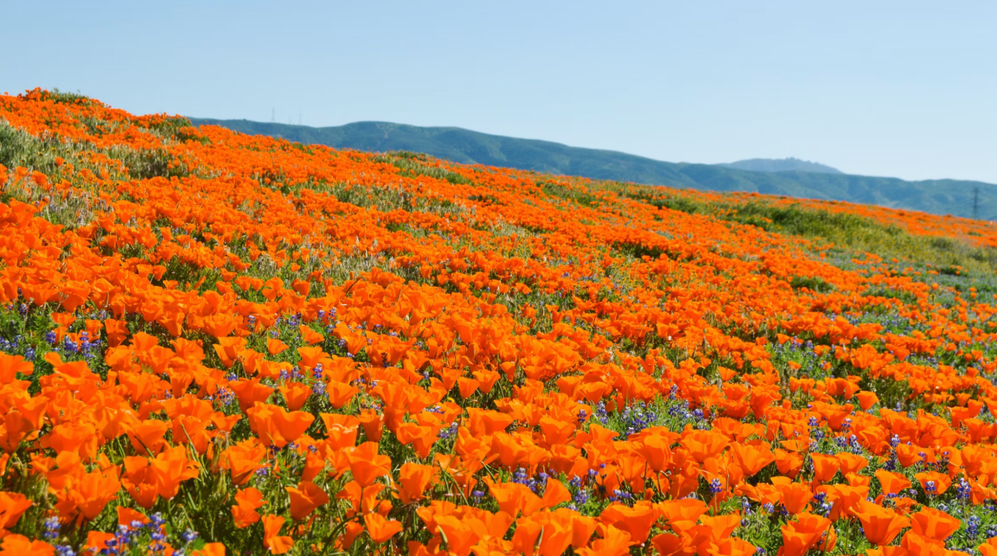 Moving to Lancaster, CA Poppy Field 
